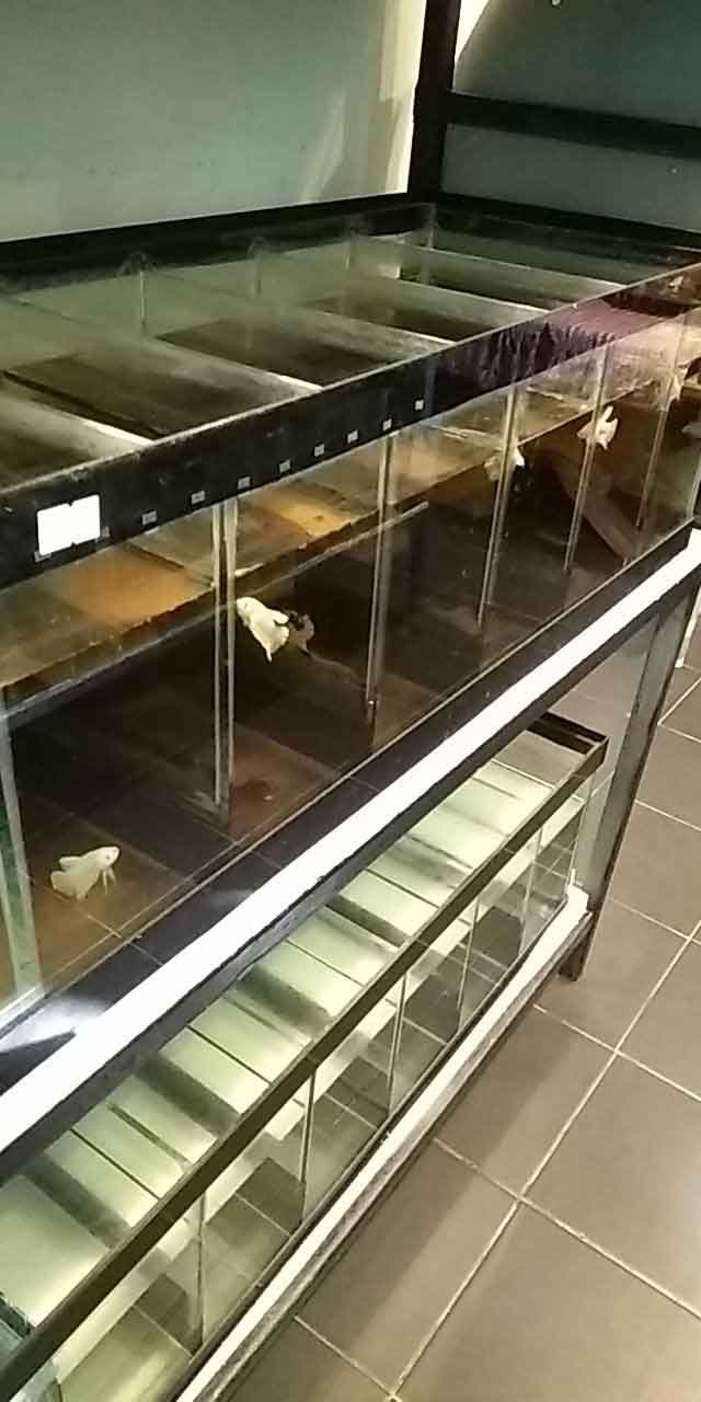 Betta holding system used for export preparation and conditioning